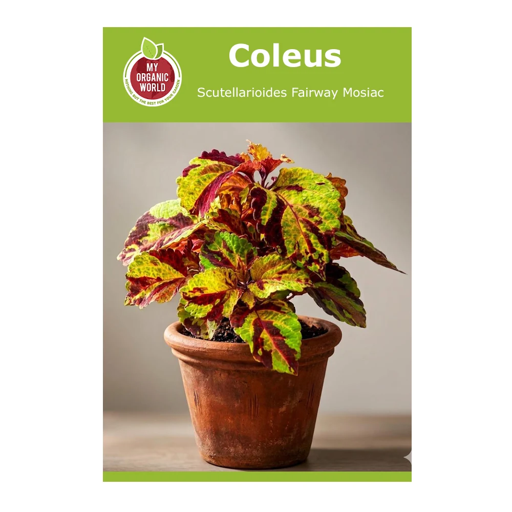 Coleus Scutellarioides Fairway Mosaic 1 Coleus Scutellarioides Fairway Mosiac