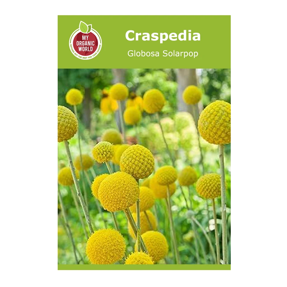 Craspedia globosa SolarPop 1 Craspedia Globosa Solarpop