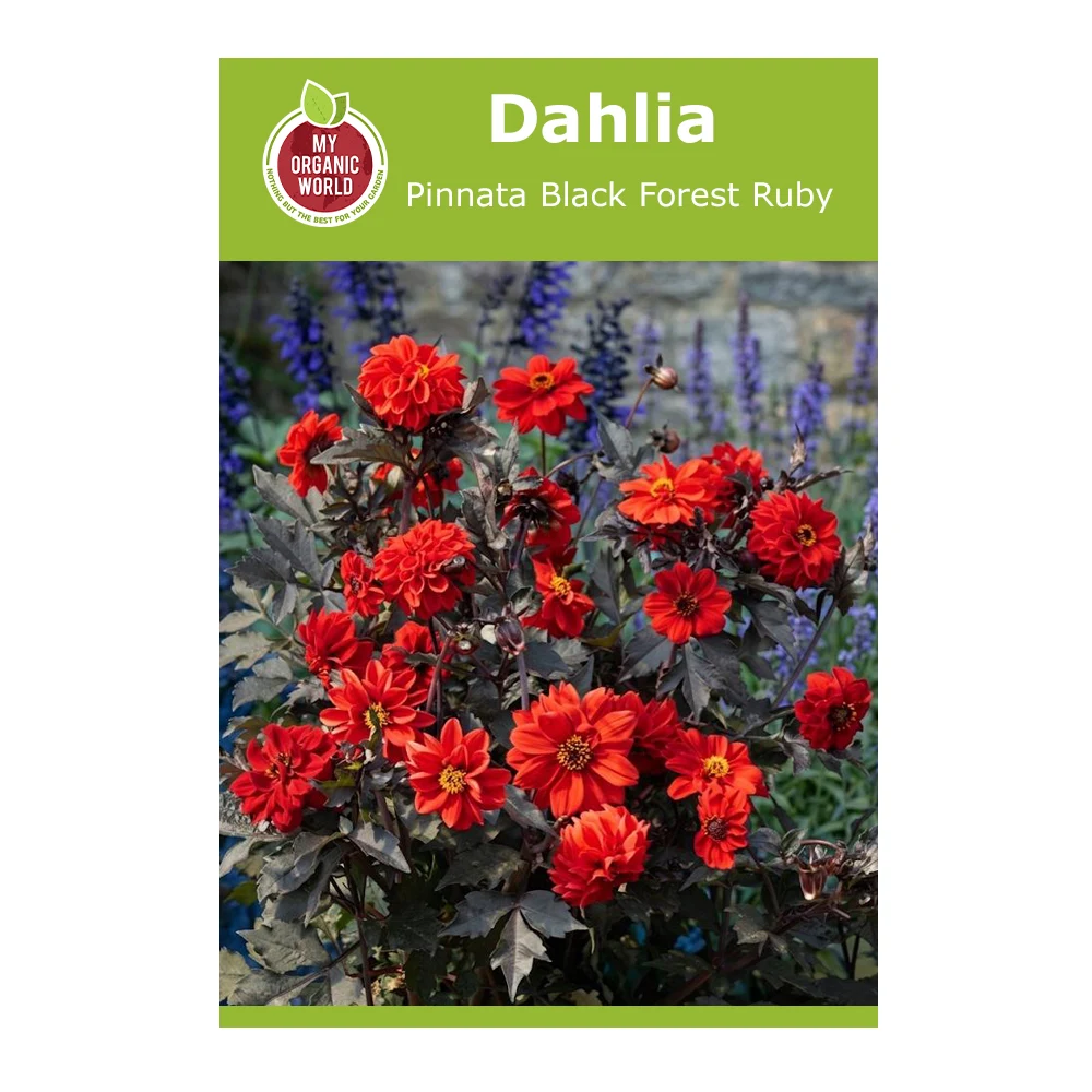 Dahlia Pinnata Black Forest Ruby 1 Dahlia Pinnata Black Forest Ruby