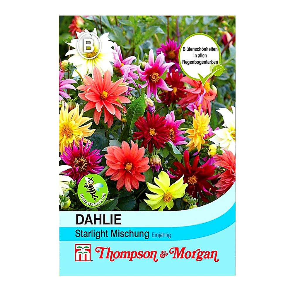 Dahlia Starlight Mix 1 Dahlia Starlight Mix