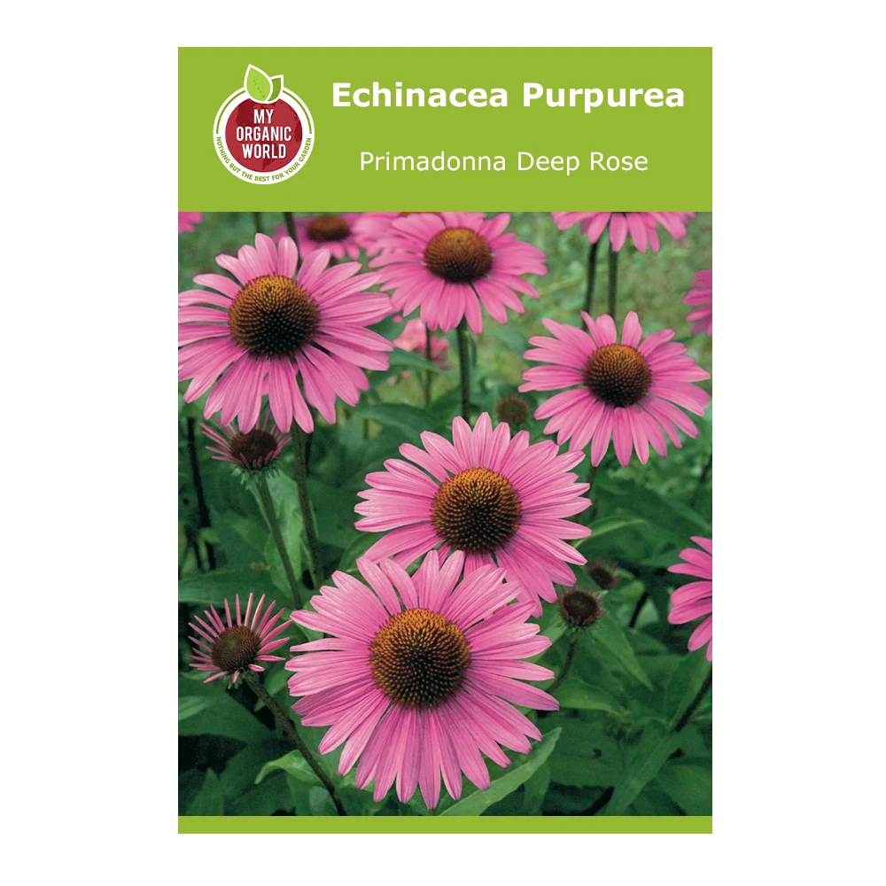Echinacea Purpurea Primadonna Deep Rose 1 Echinacea Purpurea Primadonna Deep Rose