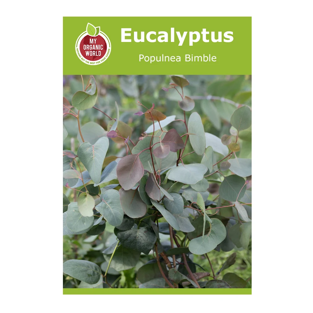 Eucalyptus Populnea Bimble