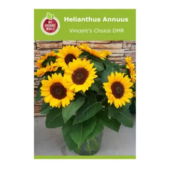 Helianthus Annuus Vincent's Choice DMR Seeds