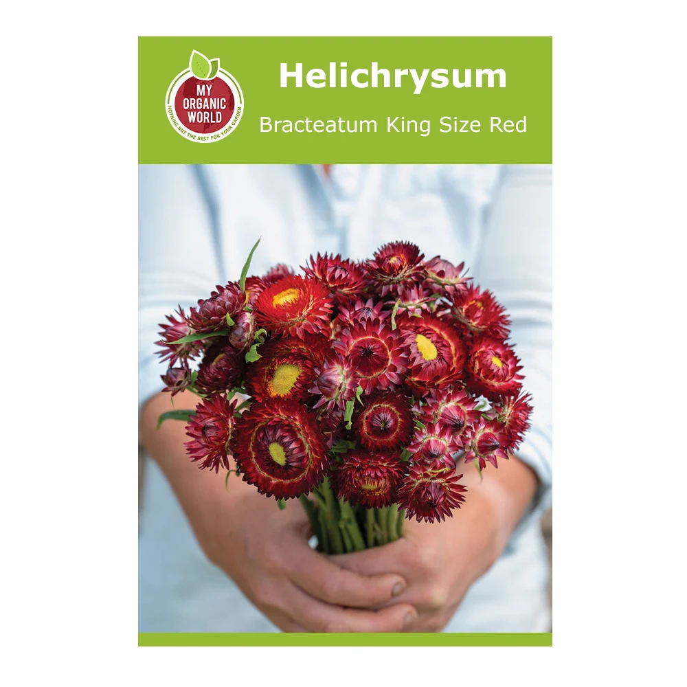 Helichrysum Bracteatum King Size Red 1 Helichrysum Bracteatum King Size Red