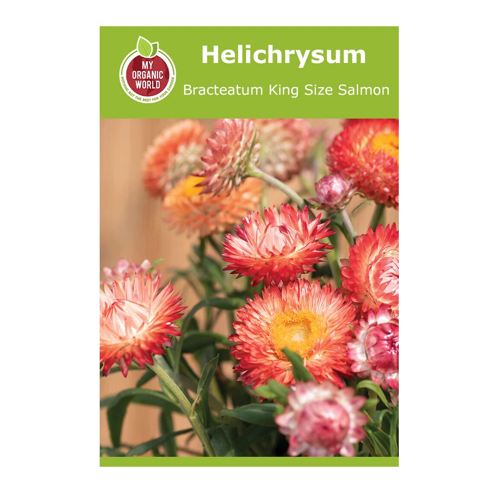 Helichrysum Bracteatum King Size Salmon