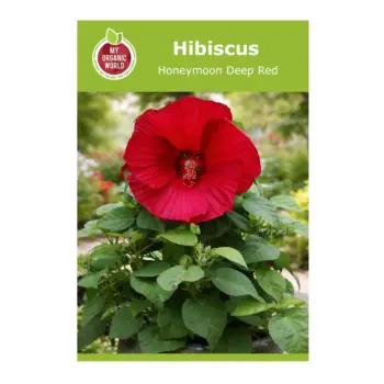 Hibiscus Honeymoon Deep Red Seeds