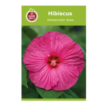 Hibiscus Honeymoon Rose Seeds