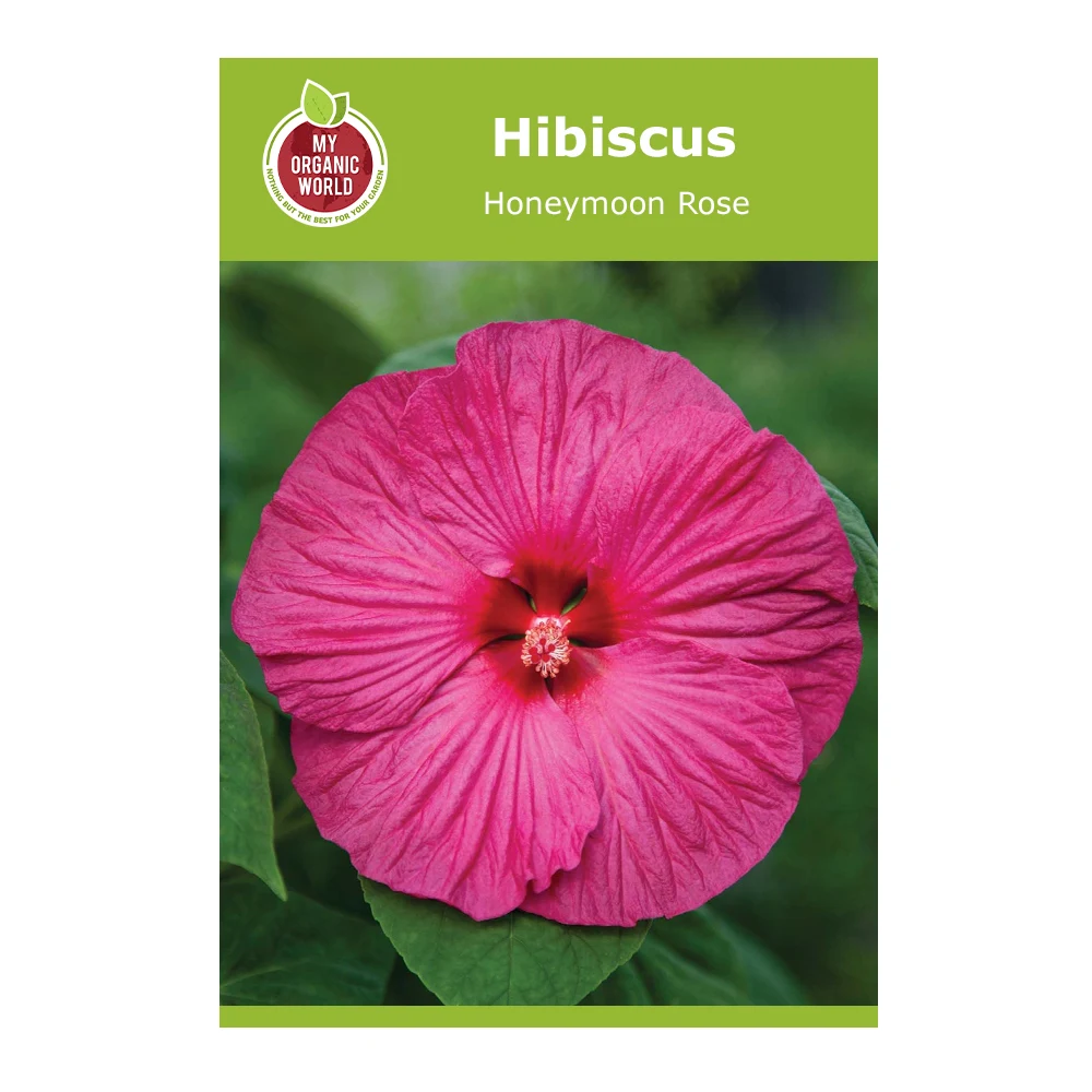 Hibiscus Honeymoon Rose 1 Hibiscus Honeymoon Rose