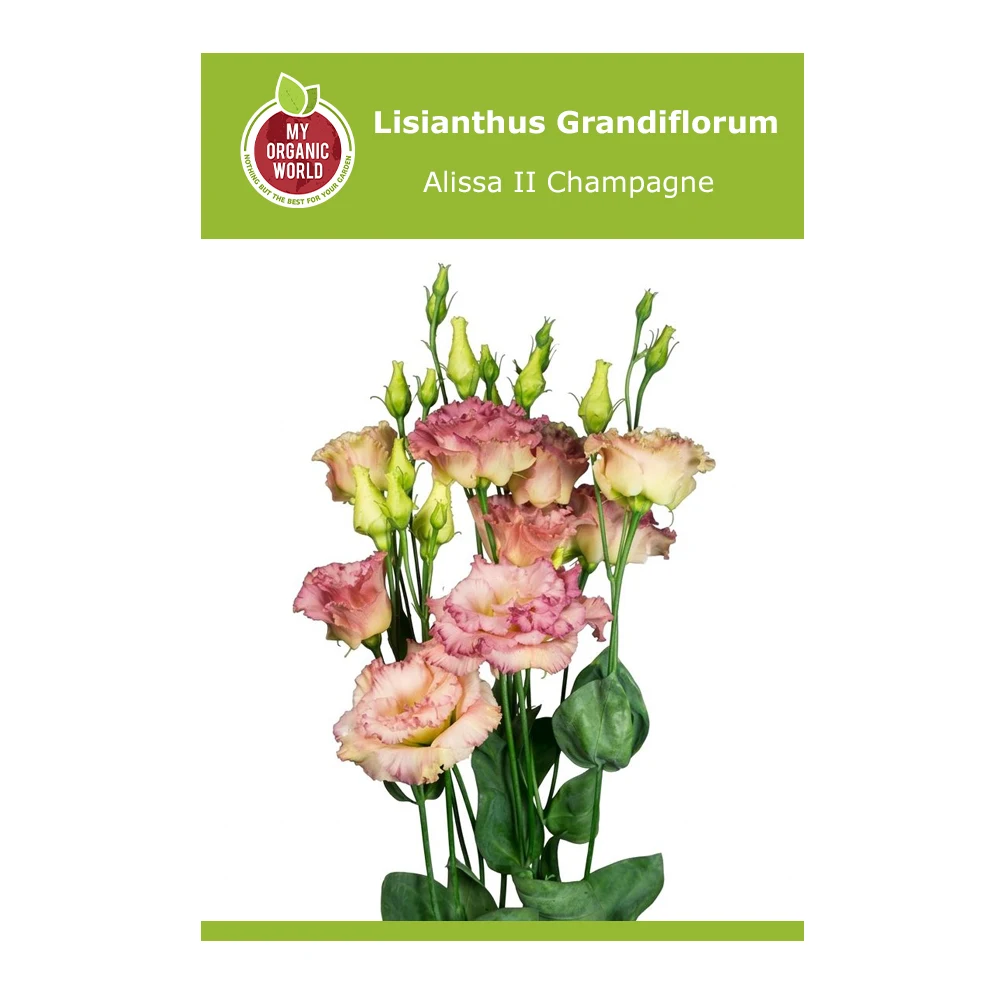 Lisianthus Grandiflorum Alissa II Champagne
