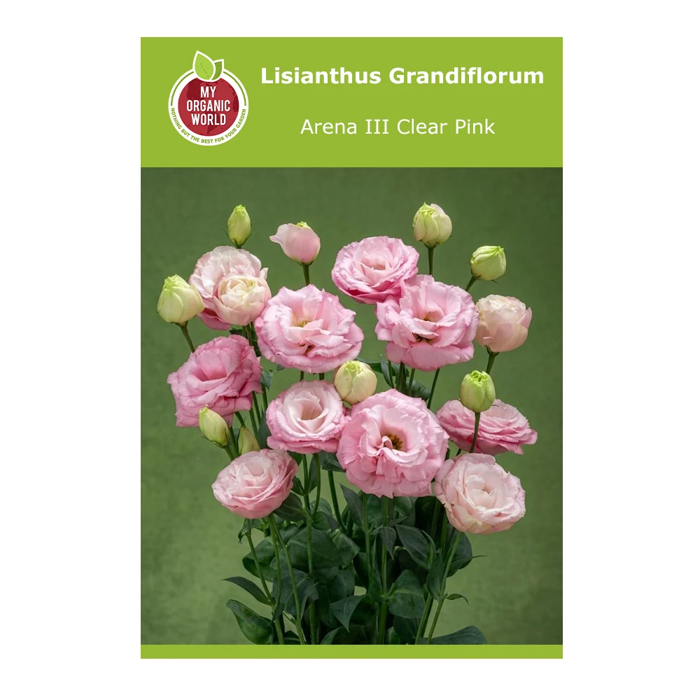Lisianthus Grandiflorum Arena III Clear Pink 1 Lisianthus Grandiflorum Arena III Clear Pink