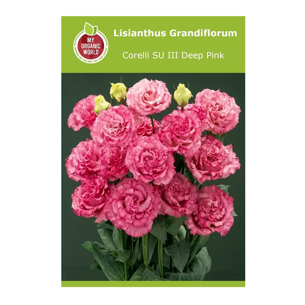 Lisianthus Grandiflorum Corelli SU III Deep Pink
