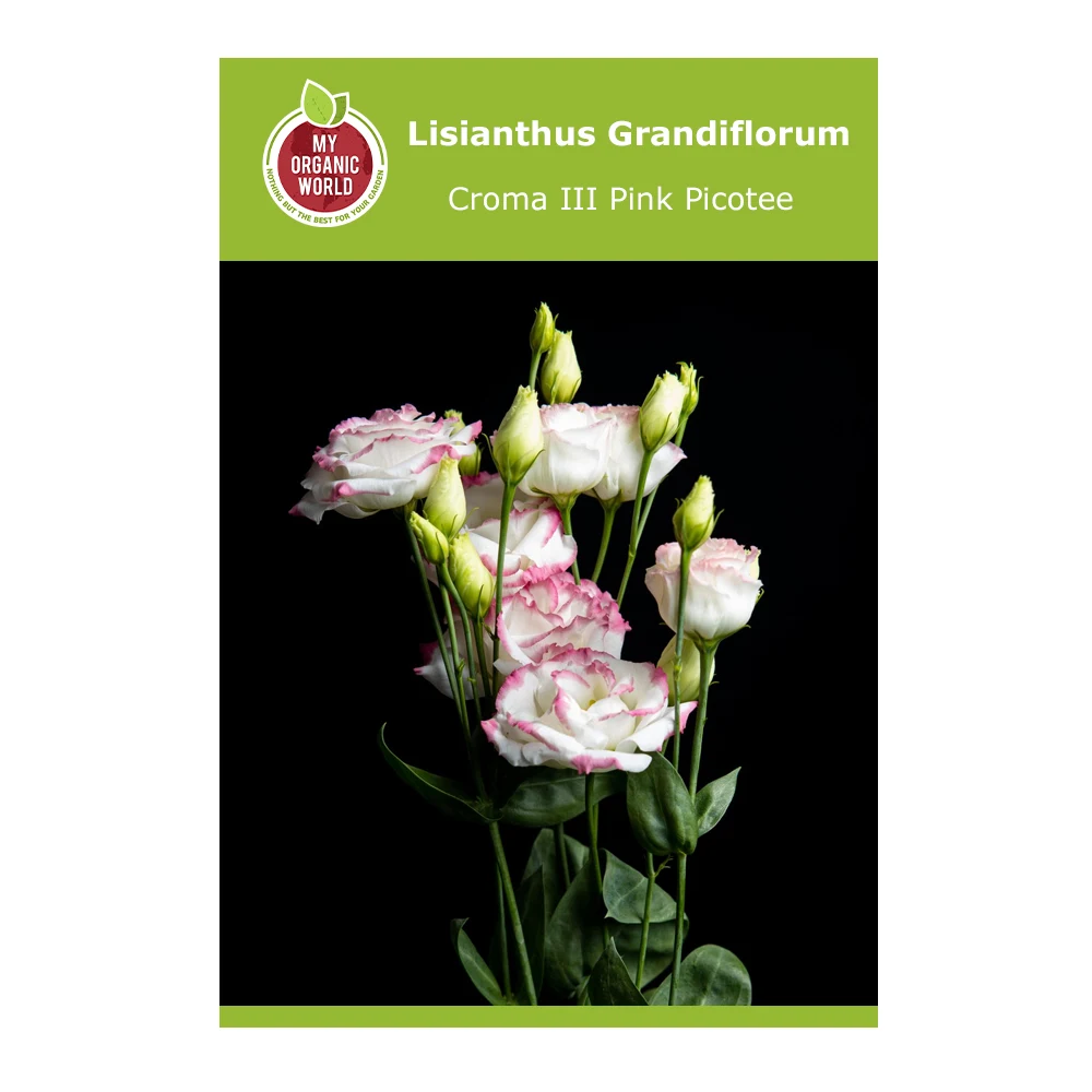 Lisianthus Grandiflorum Croma III Pink Picotee 1 Lisianthus Grandiflorum Croma III Pink Picotee