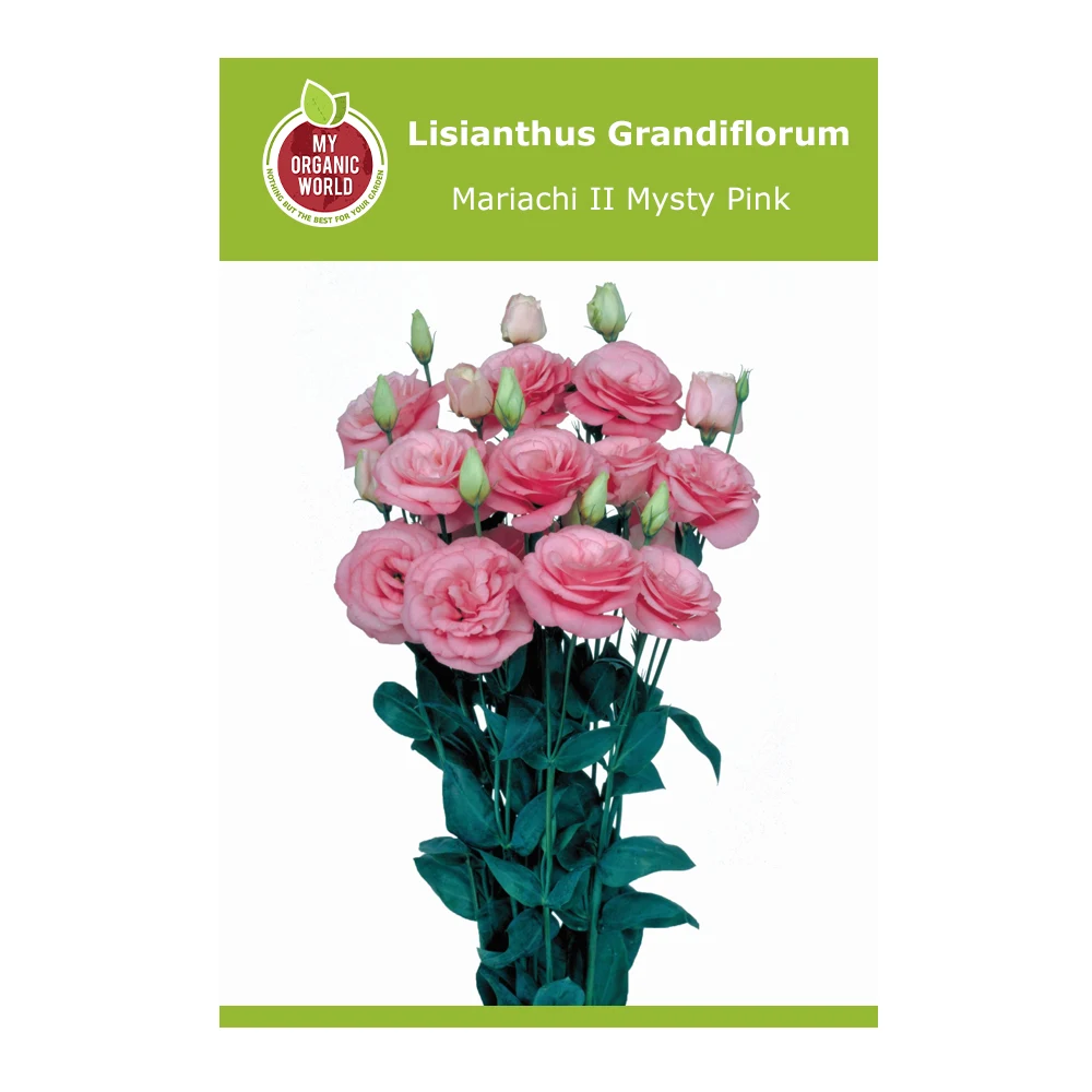 Lisianthus Grandiflorum Mariachi II Mysty Pink 1 Lisianthus Grandiflorum Mariachi II Mysty Pink