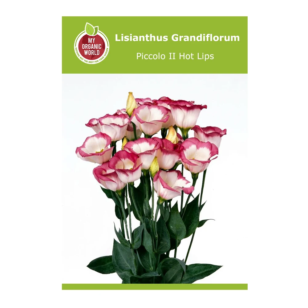 Lisianthus Grandiflorum Piccolo II Hot Lips