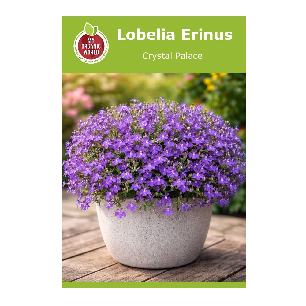 Lobelia Erinus Crystal Palace 1 Lobelia Erinus Crystal Palace