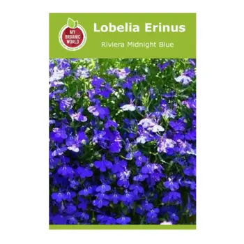 Lobelia Erinus Riviera Midnight Blue Seeds