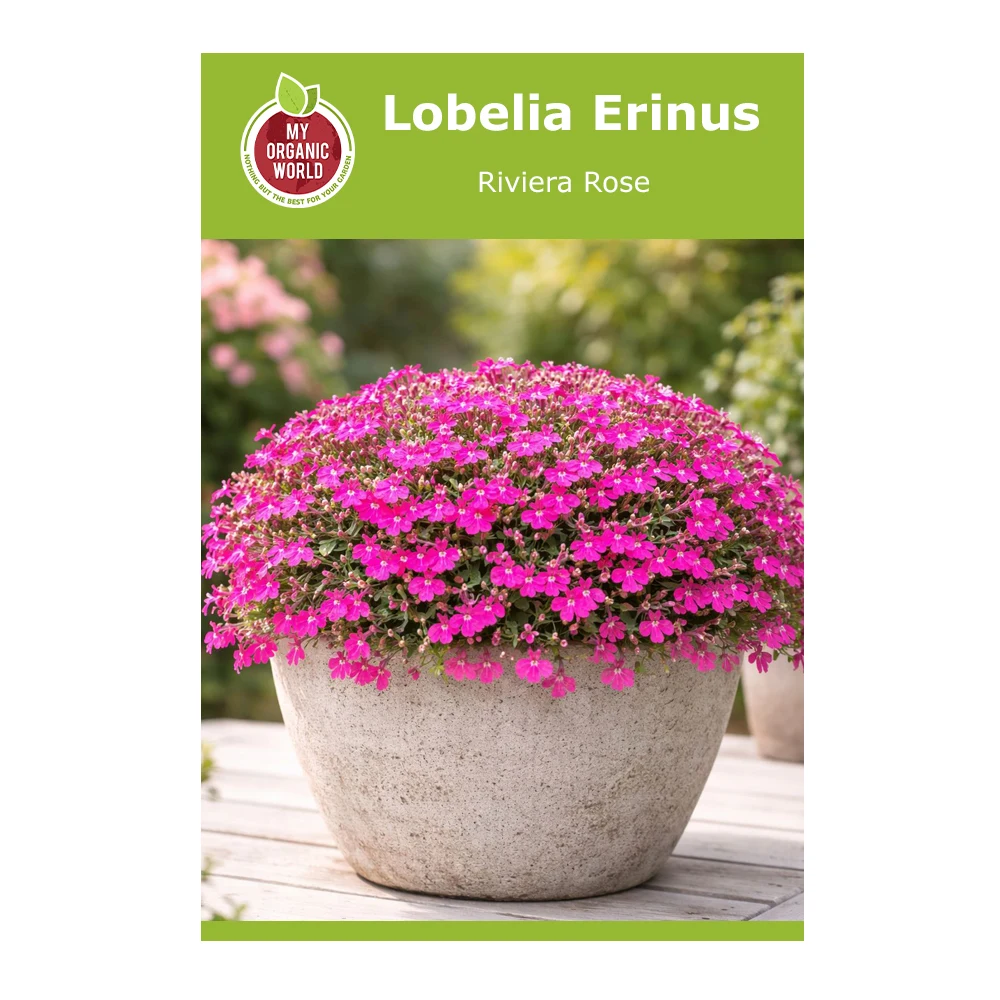 Lobelia Erinus Riviera Rose 1 Lobelia Erinus Riviera Rose