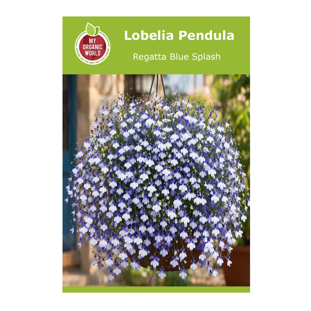 Lobelia Pendula Regatta Blue Splash 1 Lobelia Pendula Regatta Blue Splash