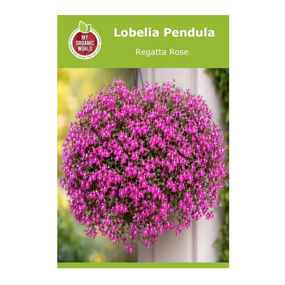 Lobelia Pendula Regatta Rose 1 Lobelia Pendula Regatta Rose