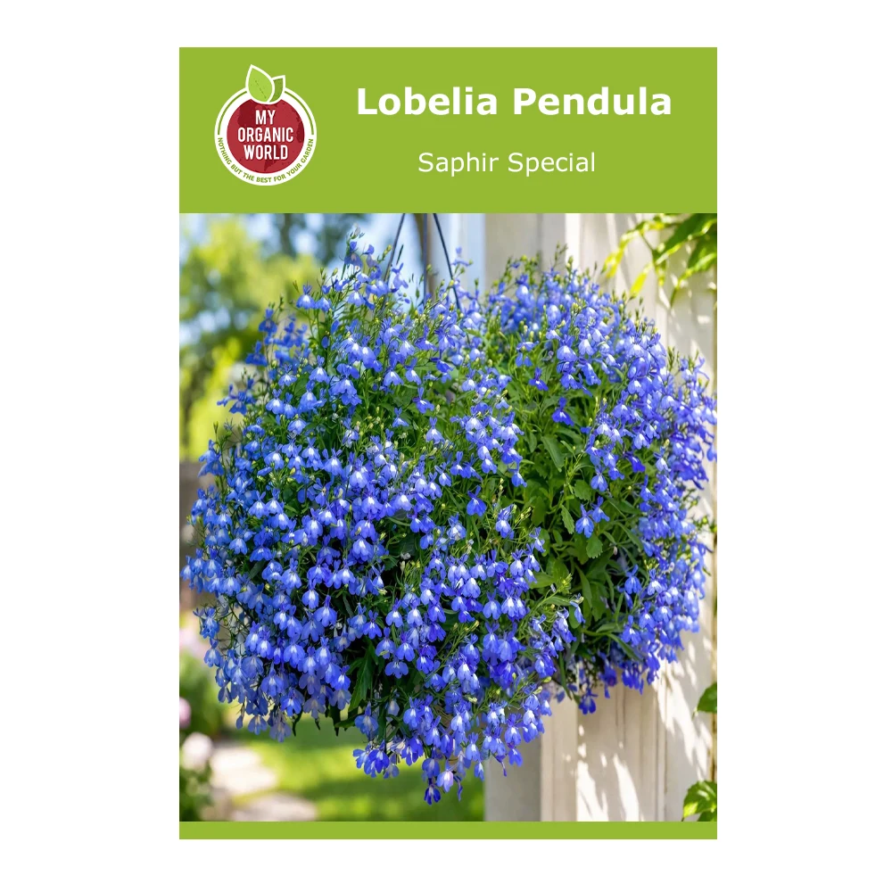 Lobelia Pendula Saphir Special 1 Lobelia Pendula Saphir Special