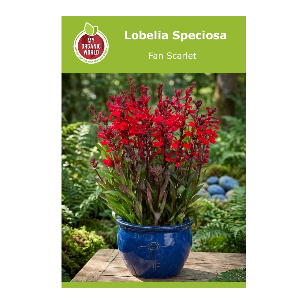 Lobelia Speciosa Fan Scarlet