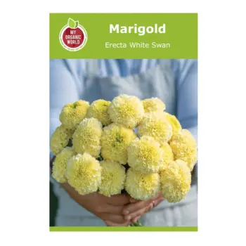 Marigold Erecta White Swan Seeds
