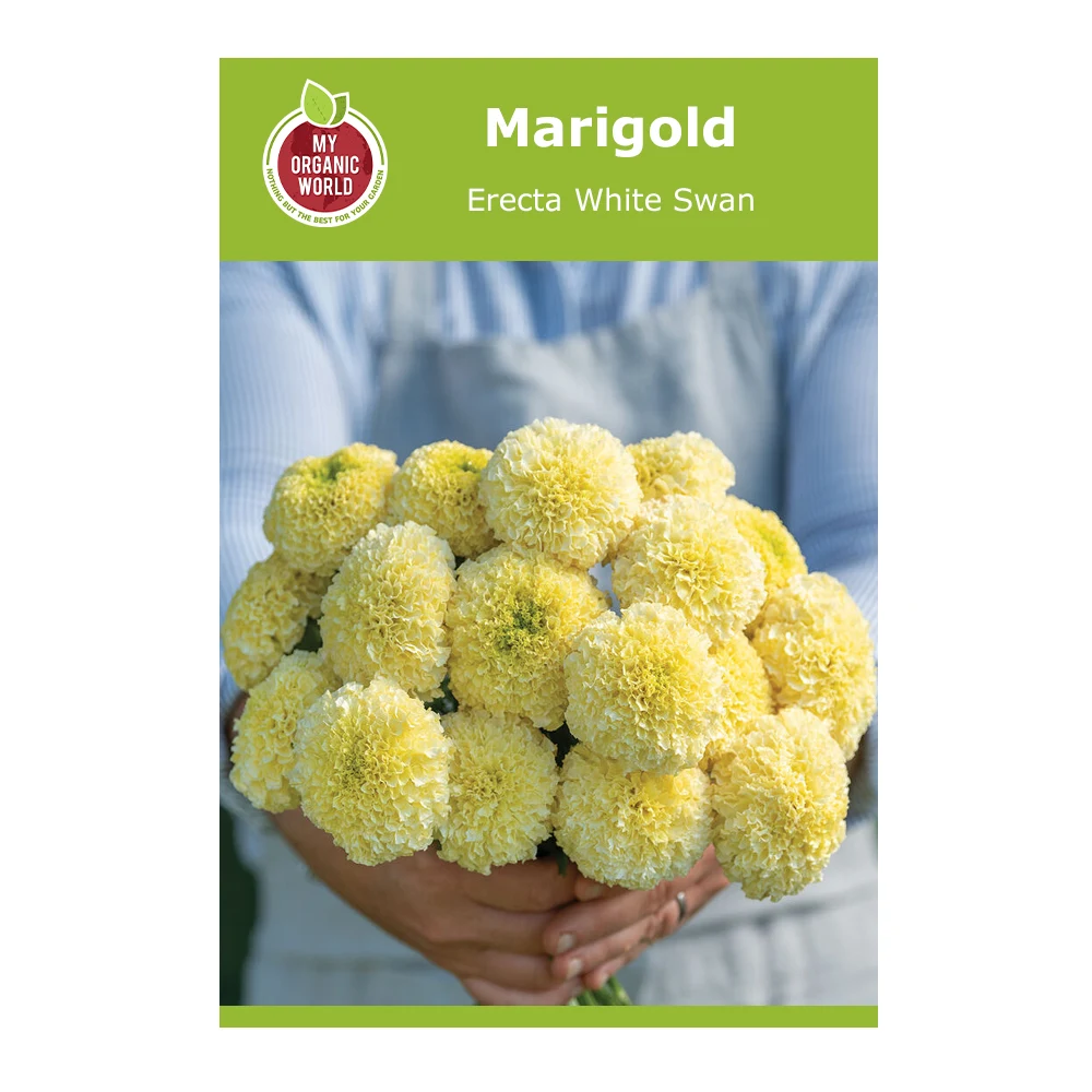 Marigold Erecta White Swan 1 Marigold Erecta White Swan