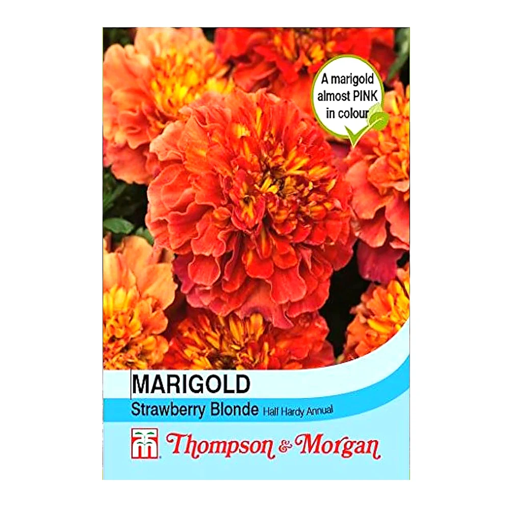 Marigold Strawberry Blonde 1 Marigold Strawberry Blonde