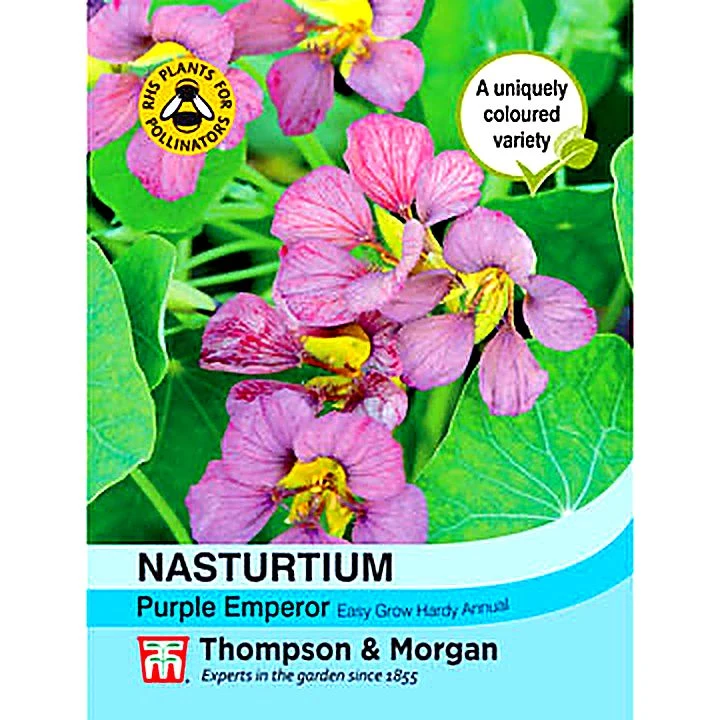 Nasturtium Purple Emperor 1 Nasturtium Purple Emperor