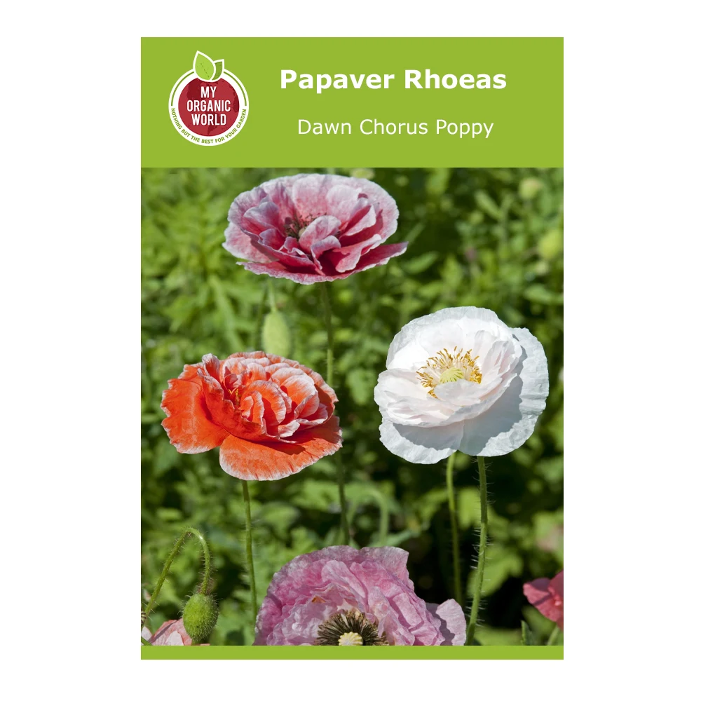 Papaver Rhoeas Dawn Chorus Poppy