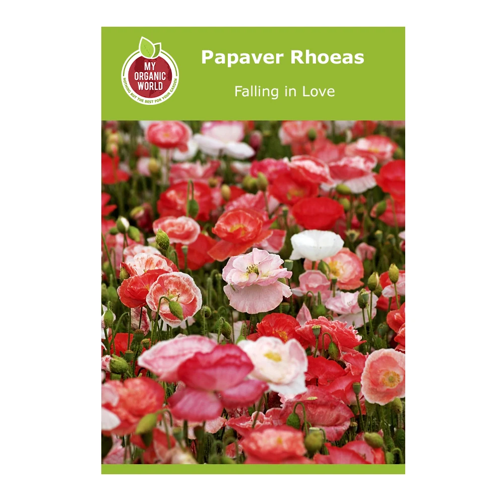 Papaver Rhoeas Falling in Love 1 Papaver Rhoeas Falling in Love