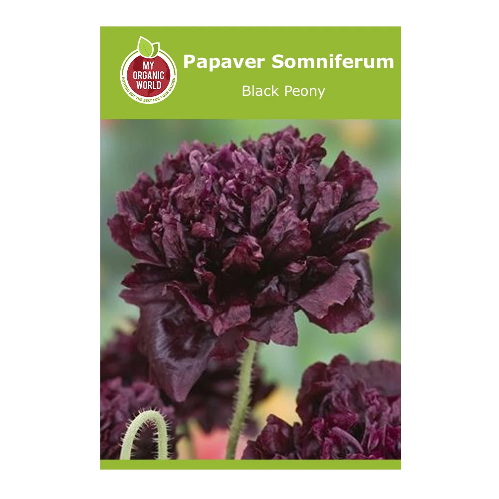 Papaver Somniferum Black Peony 1 Papaver Somniferum Black Peony