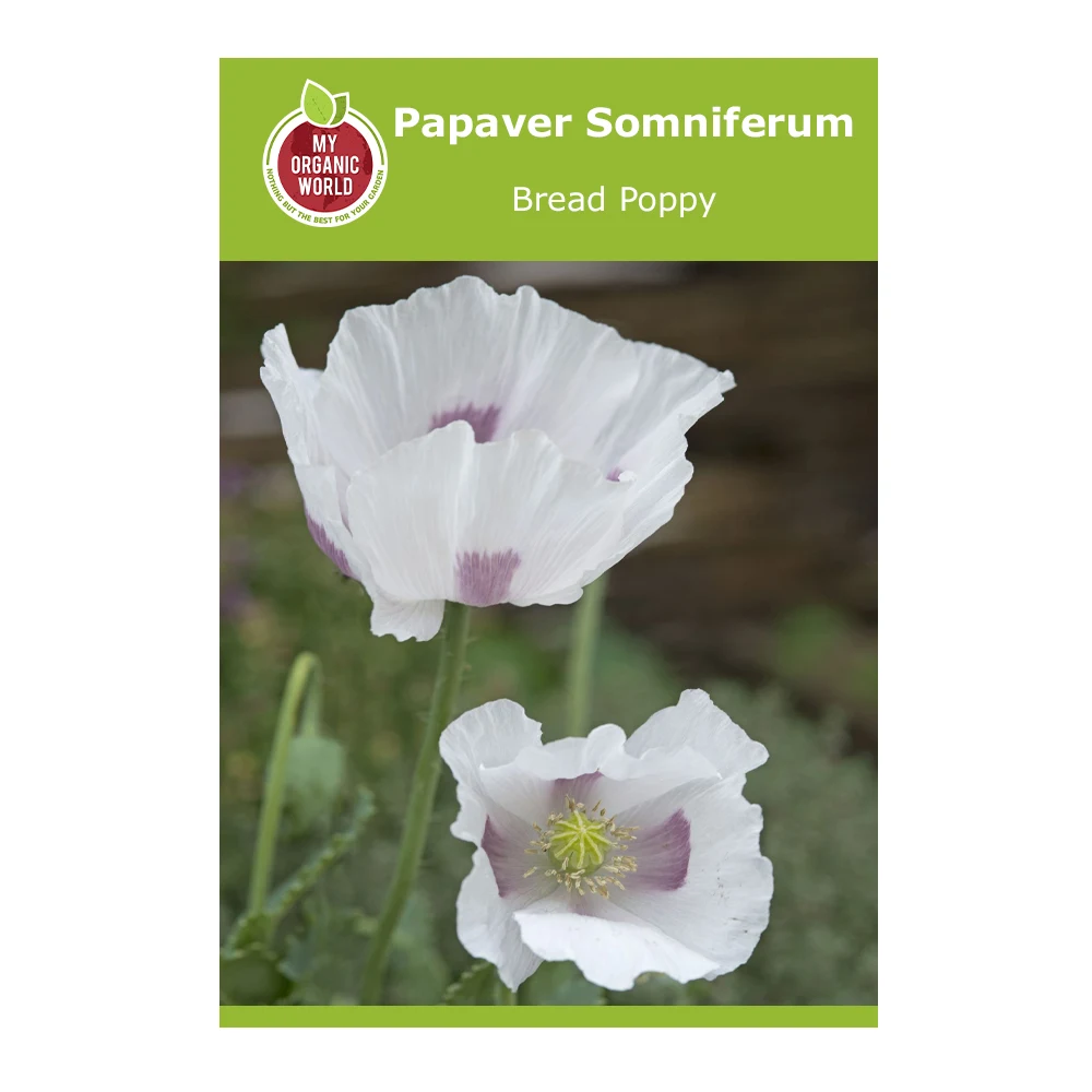 Papaver somniferum Bread Poppy 1 Papaver Somniferum Bread Poppy