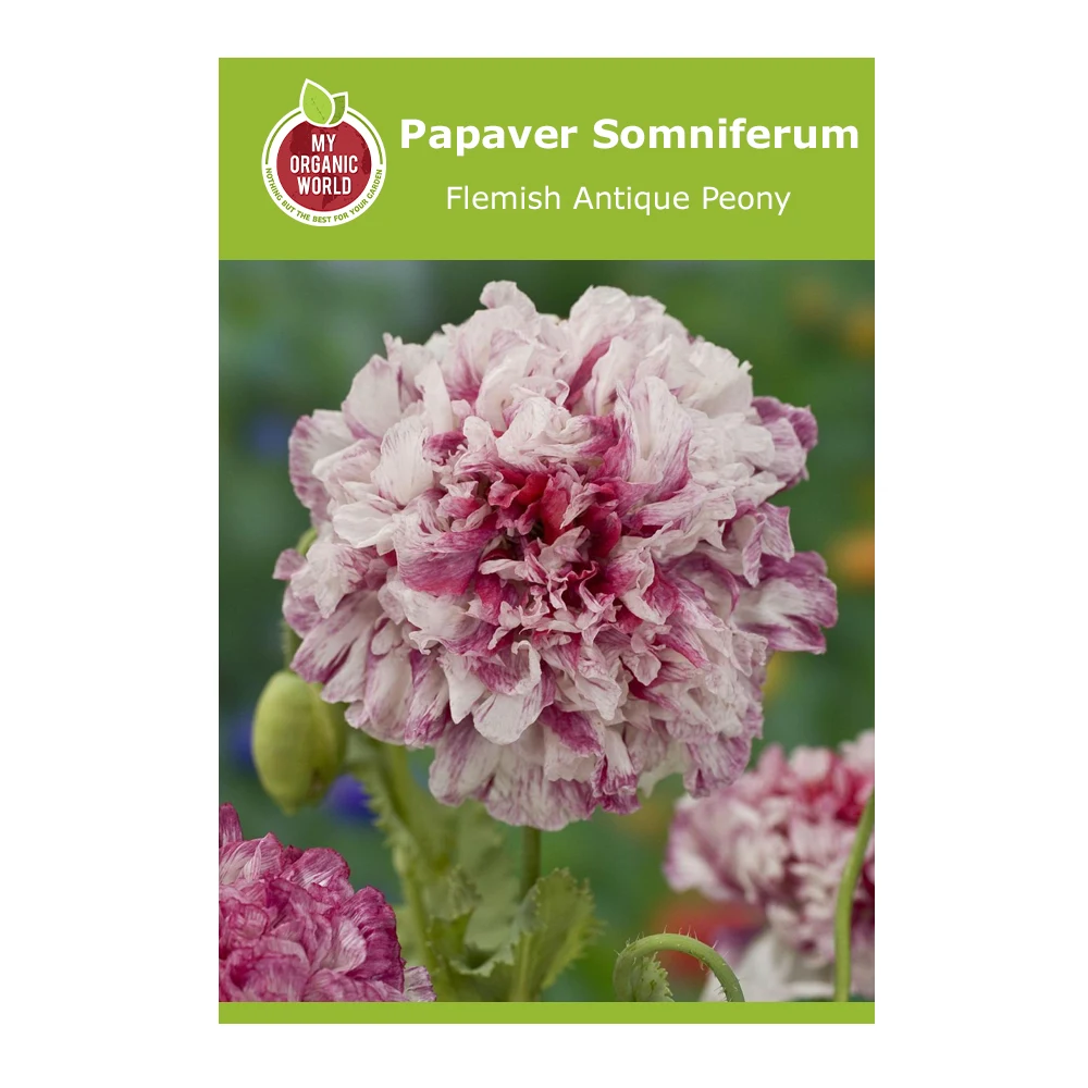 Papaver Somniferum Flemish Antique Peony 1 Papaver Somniferum Flemish Antique Peony