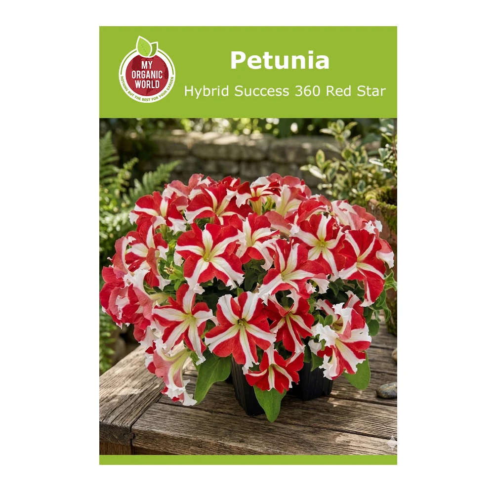 Petunia Hybrid Success 360 Red Star 1 Petunia Hybrid Success 360 Red Star