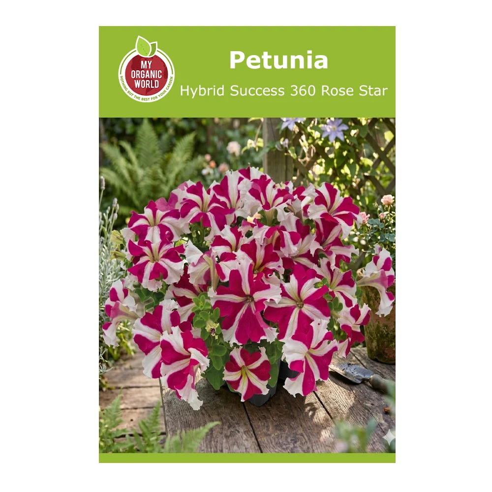 Petunia hybrid Success 360 Rose Star 1 Petunia Hybrid Success 360 Rose Star