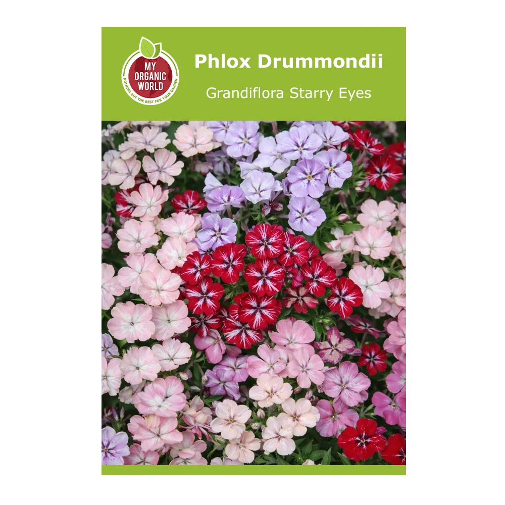 Phlox Drummondii Grandiflora Starry Eyes 1 Phlox Drummondii Grandiflora Starry Eyes