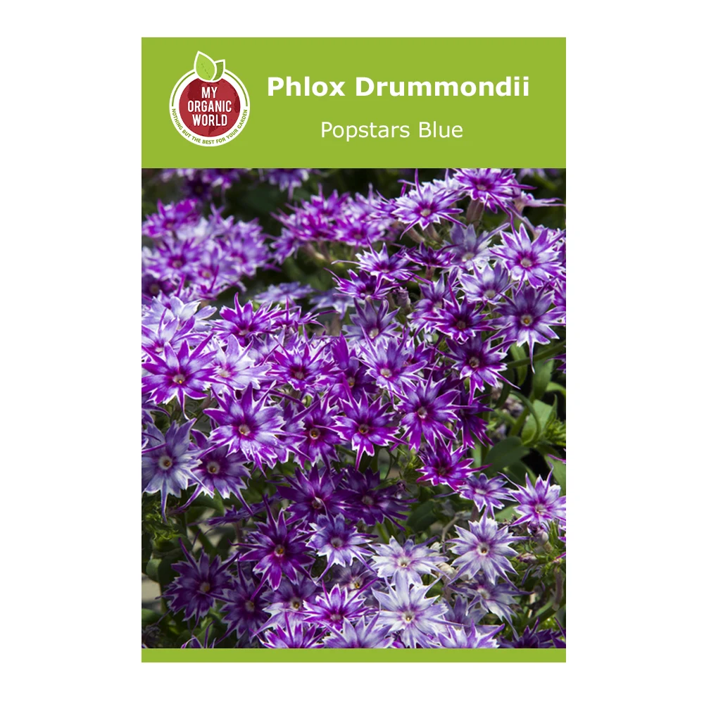 Phlox Drummondii Popstars Blue