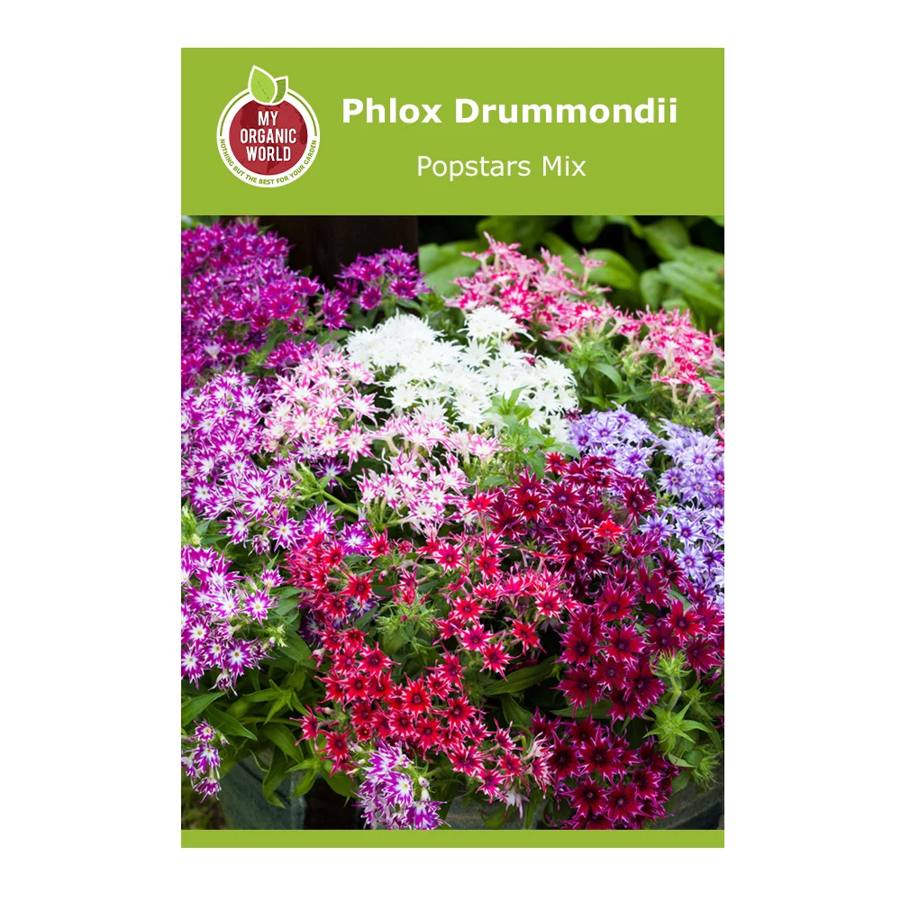 Phlox Drummondii Popstars Mix 1 Phlox Drummondii Popstars Mix