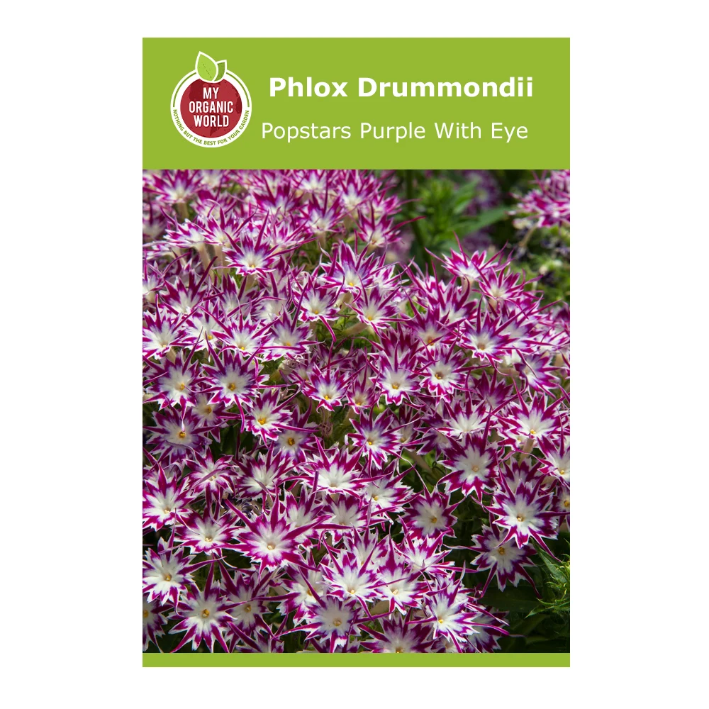 Phlox Drummondii Popstars Purple With Eye 1 Phlox Drummondii Popstars Purple with Eye