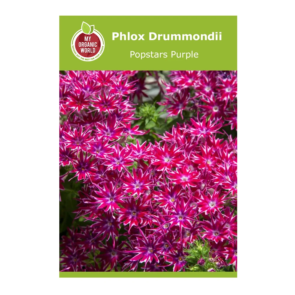Phlox Drummondii Popstars Purple