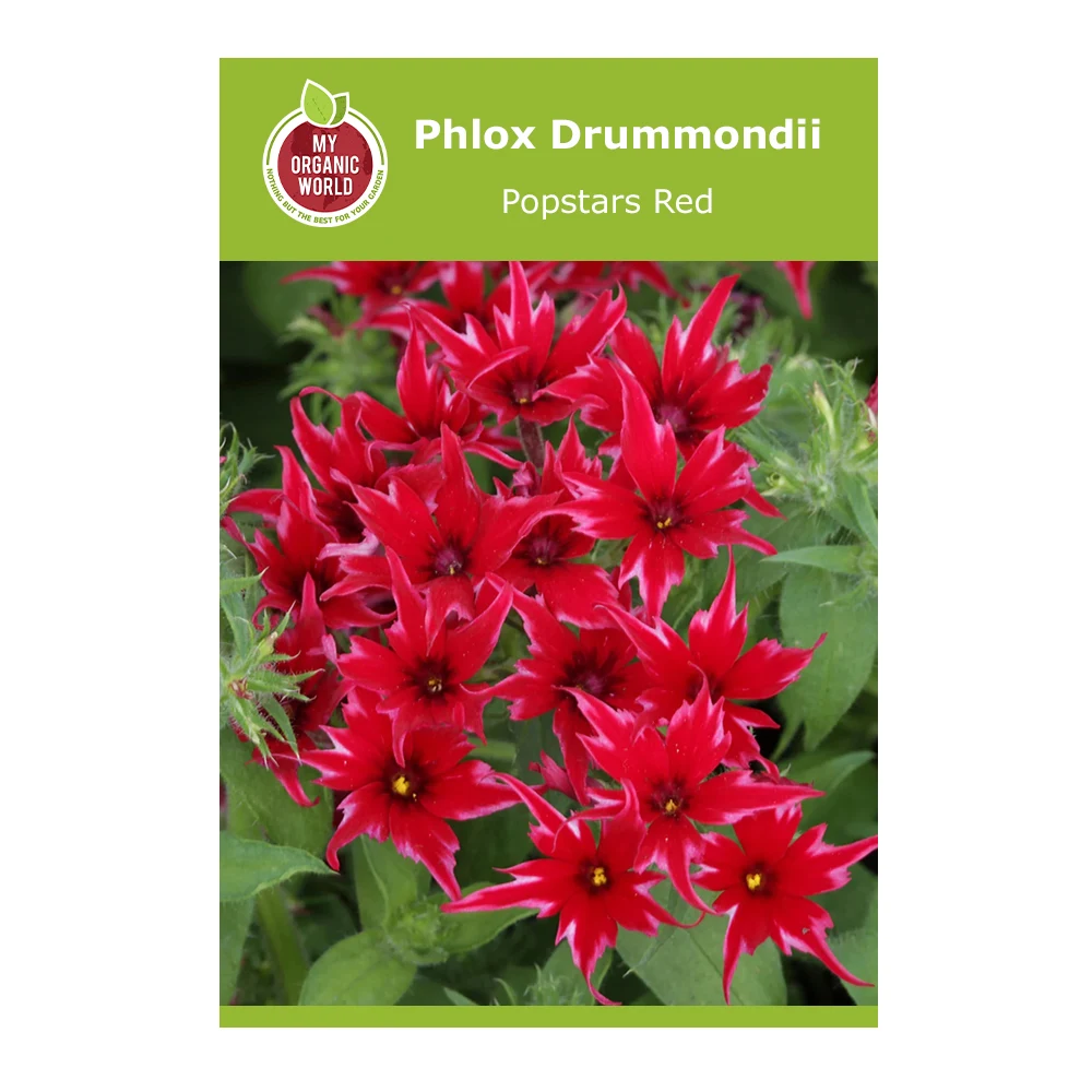 Phlox Drummondii Popstars Red 1 Phlox Drummondii Popstars Red