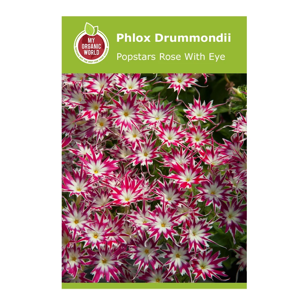 Phlox Drummondii Popstars Rose With Eye 1 Phlox Drummondii Popstars Rose With Eye