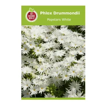 Phlox Drummondii Popstars White Seeds