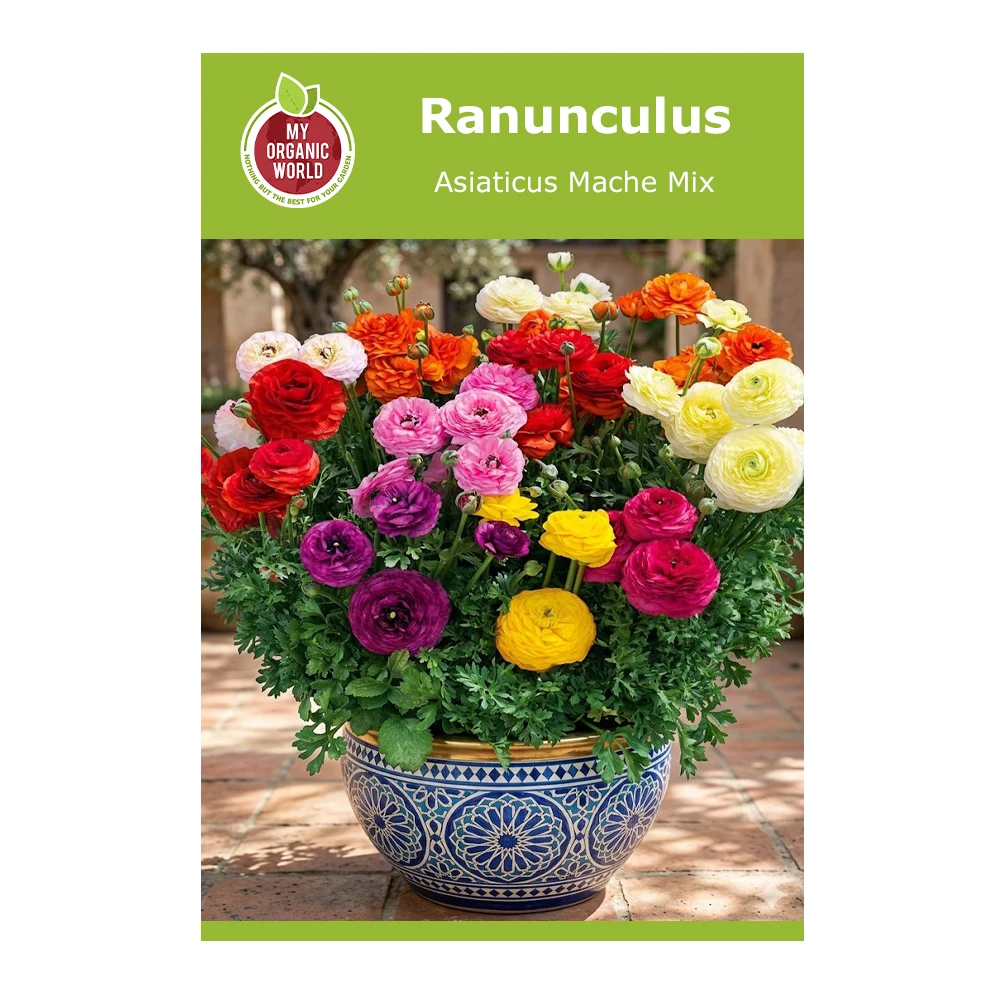 Ranunculus asiaticus Maché Mix 1 Ranunculus Asiaticus Mache Mix