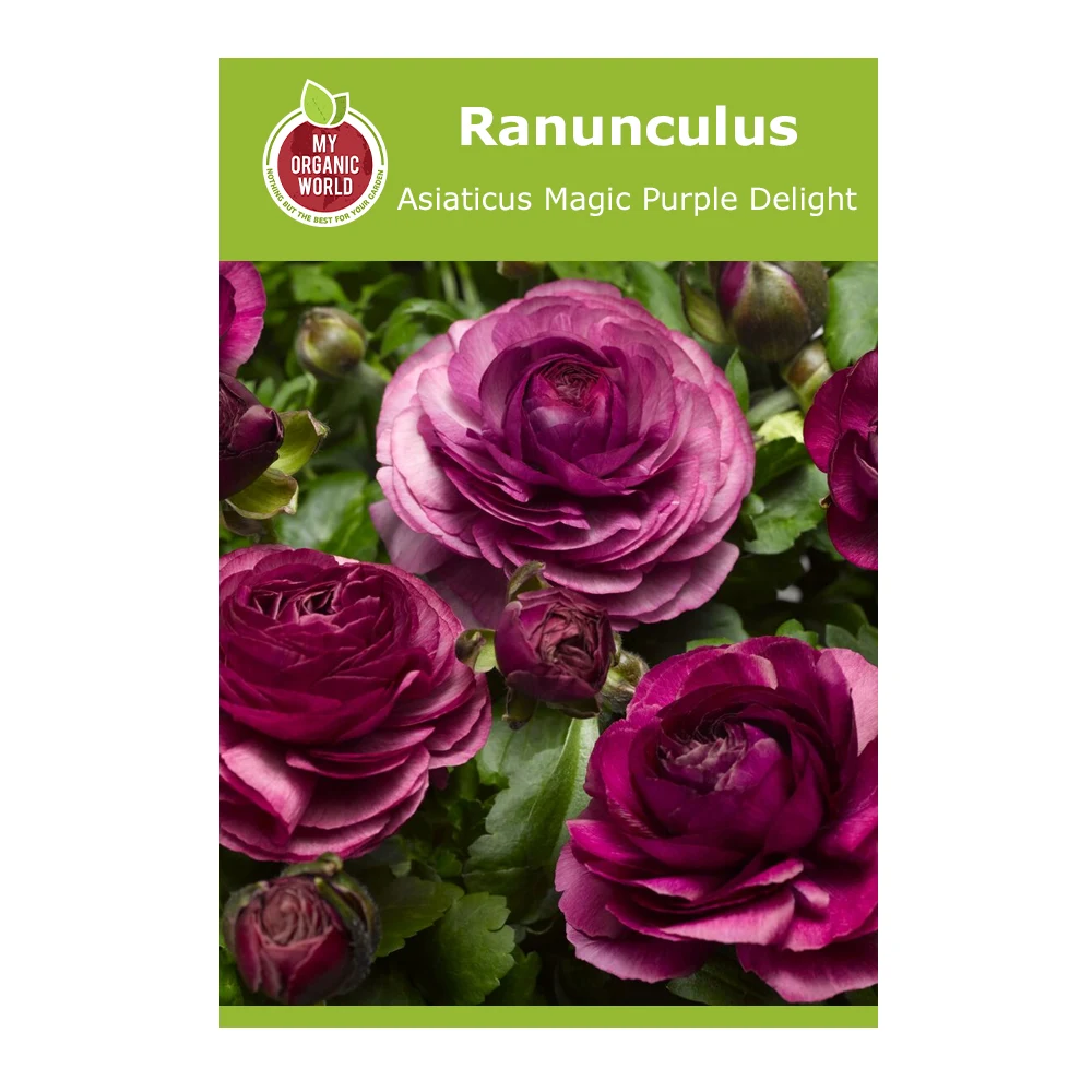 Ranunculus Asiaticus Magic Purple Delight