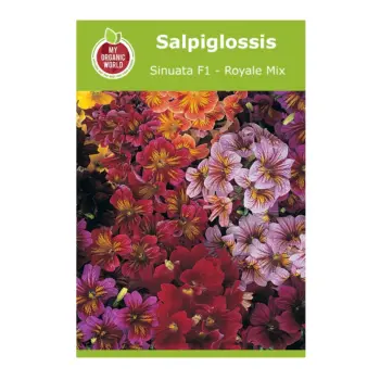 Salpiglossis Sinuata F1 Royale Mix Seeds