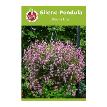 Silene Pendula Sibella Lilac Seeds