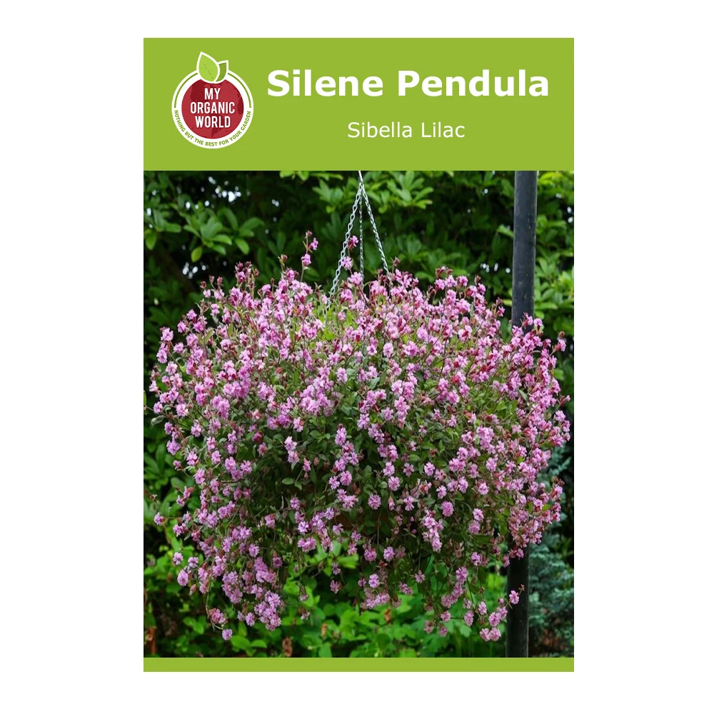 Silene pendula Sibella Lilac 1 Silene Pendula Sibella Lilac