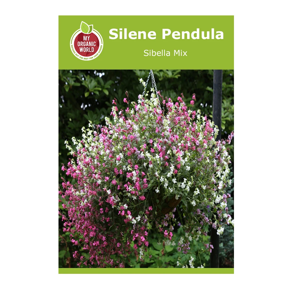 Silene Pendula Sibella Mix 1 Silene Pendula Sibella Mix